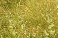 Jacobaea erucifolia