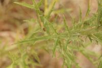 Carthamus lanatus
