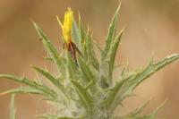 Carthamus lanatus