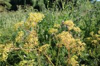 Conium maculatum