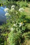 Angelica sylvestris