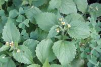 Galinsoga quadriradiata