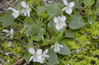 Viola odorata