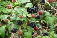 Rubus
