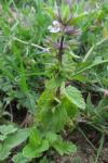 Stachys arvensis