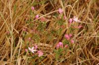 Centaurium erythraea