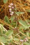 Galeopsis tetrahit
