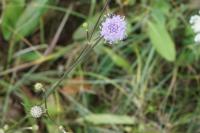 Succisa pratensis