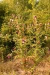 Cirsium eriophorum