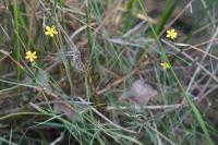 Ranunculus flammula