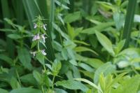 Stachys palustris