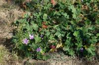 Malva sylvestris