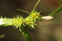Carex demissa
