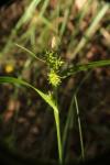 Carex demissa