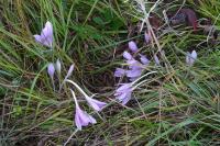Colchicum autumnale