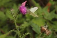 Carduus crispus