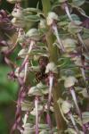 Himantoglossum hircinum