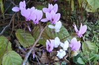 Cyclamen hederifolium