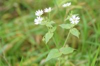 Stellaria aquatica
