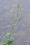 Scrophularia auriculata
