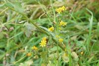 Jacobaea aquatica