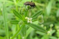 Galium aparine
