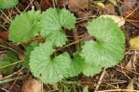 Alliaria petiolata