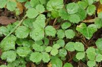 Potentilla sterilis