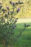 Cirsium vulgare