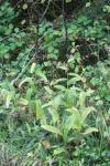 Digitalis lutea