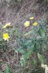 Hieracium virgultorum
