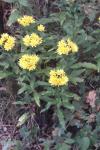 Hieracium virgultorum