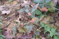 Persicaria maculosa