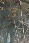 Typha latifolia