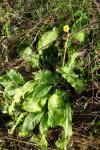 Primula elatior