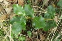 Quercus ilex