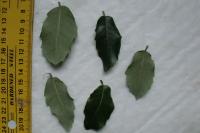 Quercus ilex