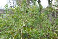 Lycium barbarum