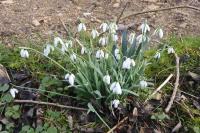 Galanthus nivalis