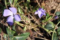 Vinca minor