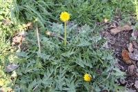 Taraxacum erythrospermum