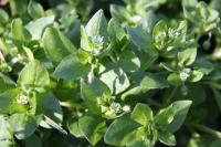 Stellaria media