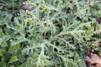 Senecio vulgaris