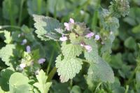 Lamium purpureum