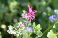 Fumaria officinalis