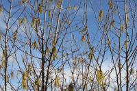 Corylus avellana