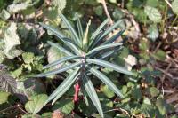 Euphorbia lathyris