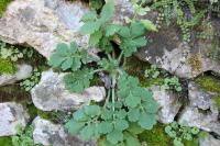 Chelidonium majus