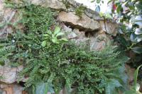 Asplenium trichomanes