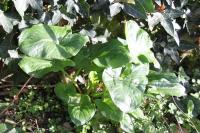 Arum maculatum